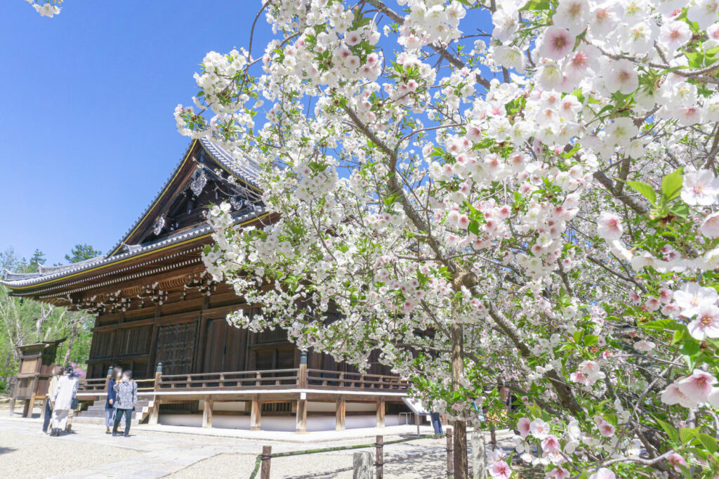 Cherry blossom in Japan
